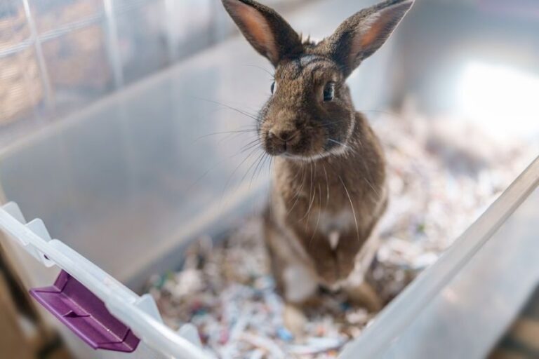 Brown Rabbit Peeking Out of a Plastic Bin
