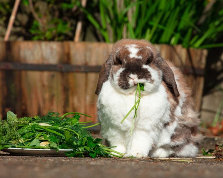 Brown and White Rabbit Eating Greens