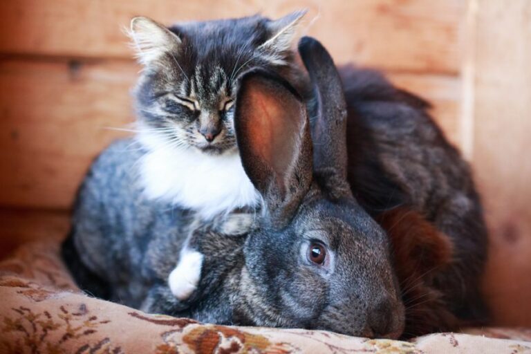 Cat Sleeping on Top of a Rabbit