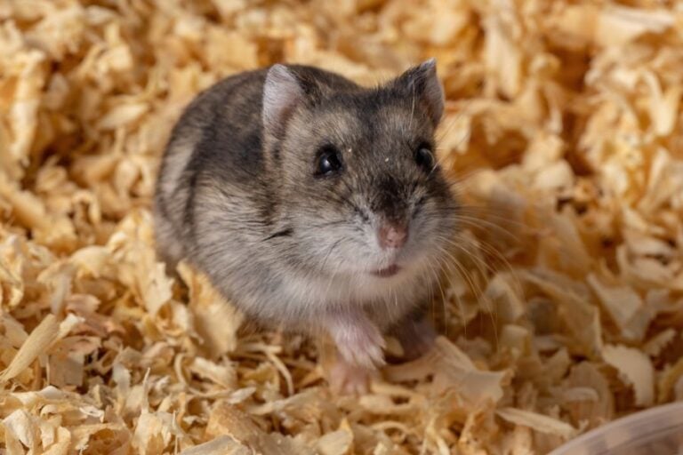 Closeup of a Campbell's Dwarf Hamster