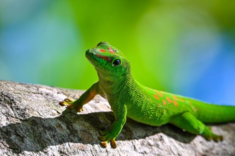 Closeup of a Green Day Gecko on a Rock