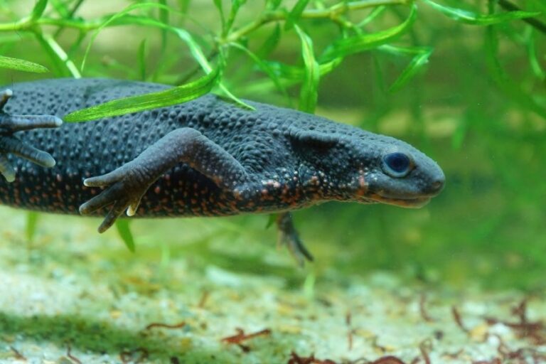 Closeup of a Japanese Fire Bellied Newt Swimming in an Aquarium
