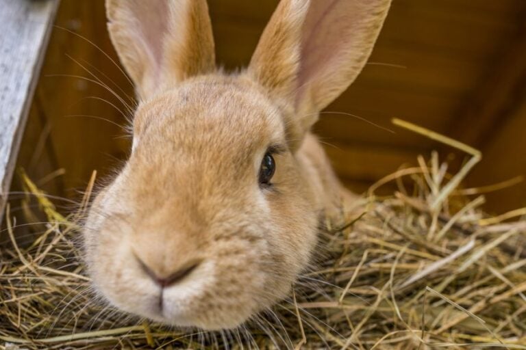 Closeup of a Rabbit's Face Peeking Down
