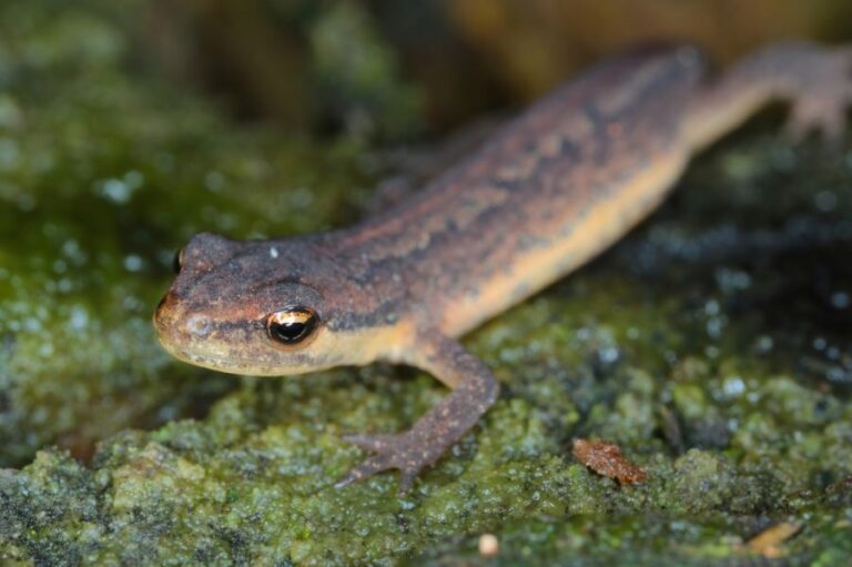 Closeup of a Smooth Newt Walking
