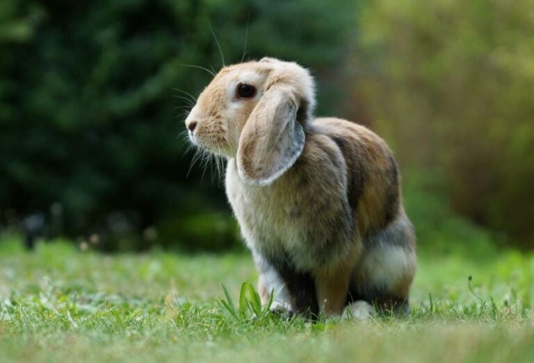 Dwarf Ram Rabbit Sitting in the Grass