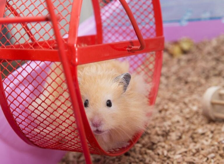 Fluffy Hamster Peeking Out From Inside a Red Wheel
