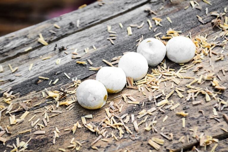 Gecko Eggs on a Piece of Wood