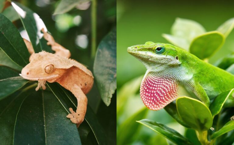 Gecko vs Anole