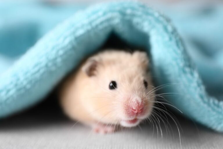 Golden Hamster Coming Out From Under a Blanket
