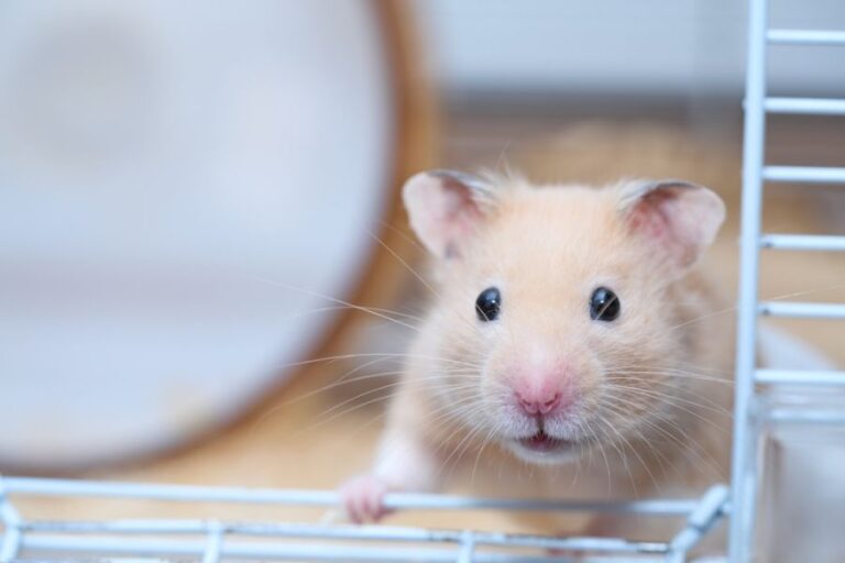 Golden Hamster Peeking Out of Cage