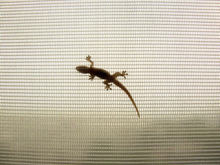 House Gecko Hanging on a Screen