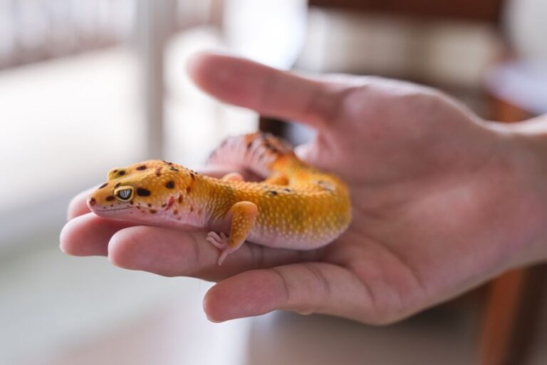 Leopard Gecko Being Held in a Hand