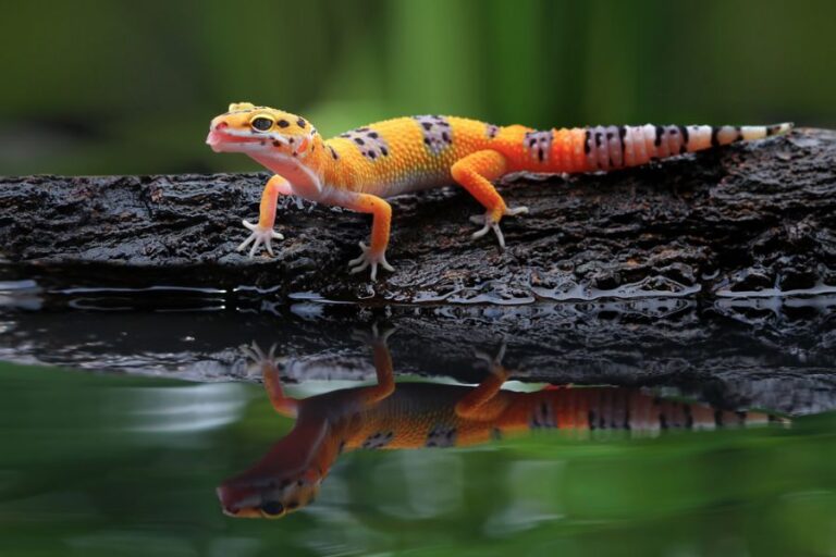 Leopard Gecko Drinking Water