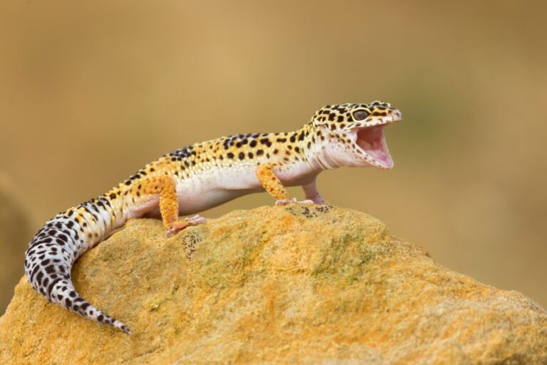 Leopard Gecko Sitting on a Rock With It's Mouth Wide Open
