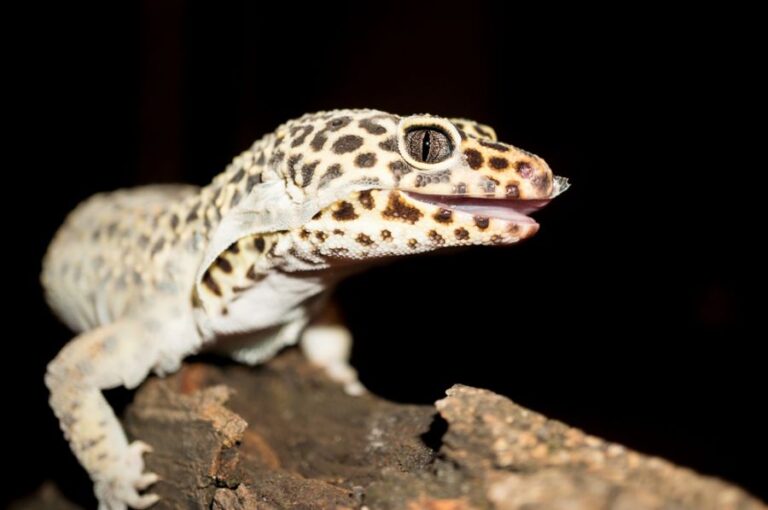 Leopard Gecko With Whiter Skin Due to Shedding
