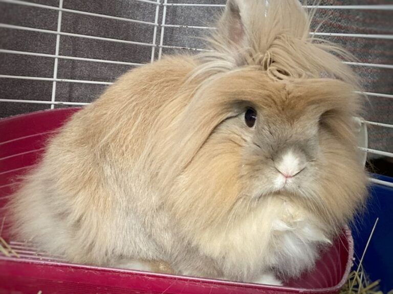 Long-Haired Rabbit Sitting in a Litter Box