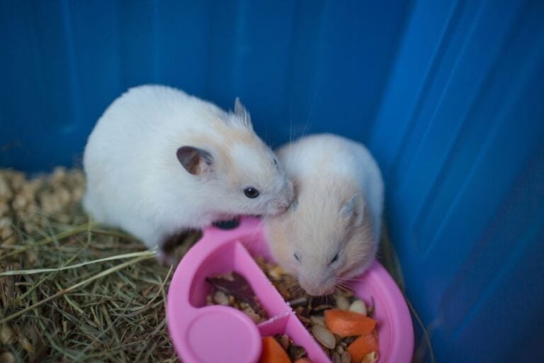 Male and Female Hamsters Eating Out of a Food Bowl
