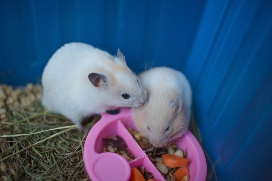 Hamster Gender Differences (How to Tell Male from Female) Fur, Wings, & Scaly Things