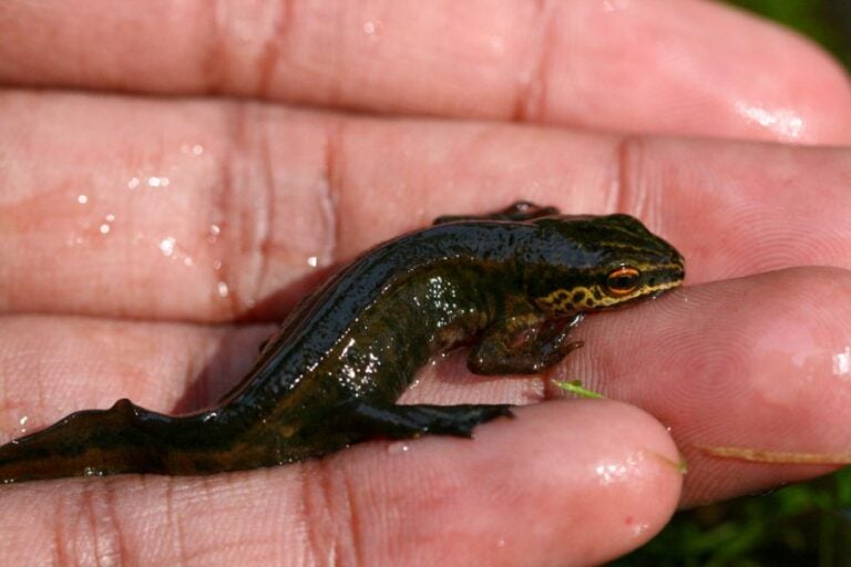 Man Holding Smooth Newt in Hand