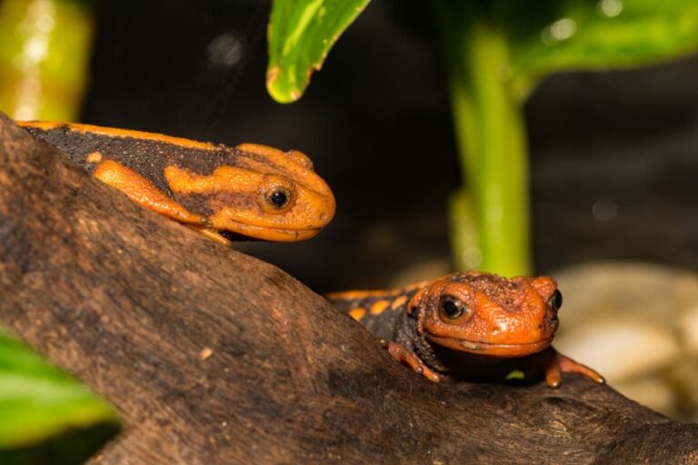 Pair of Himalayan Crocodile Newts Climbing on a Piece of Wood