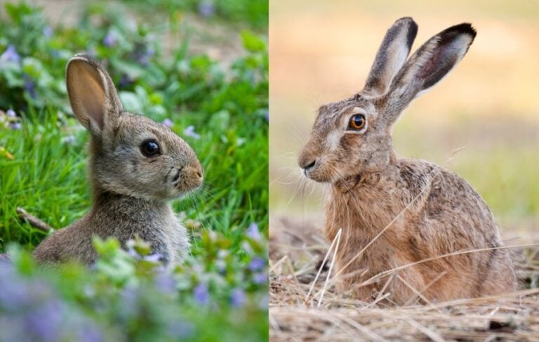 Rabbit vs Hare