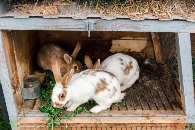 Rabbits Eating Greens in Their Hutch