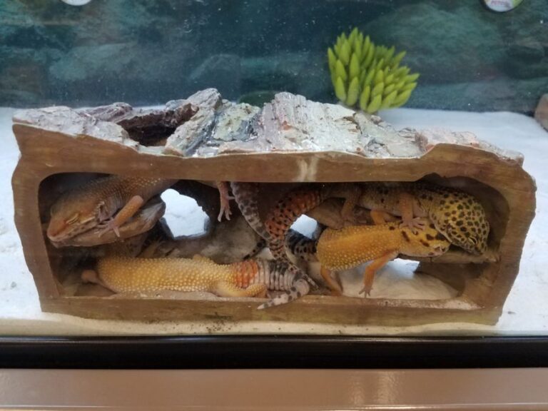 Several Leopard Geckos Sleeping in a House in a Tank