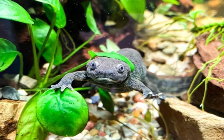 Spanish Ribbed Newt Swimming in an Aquarium