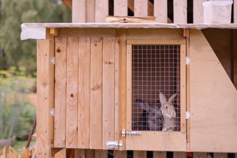 Two Rabbits Sitting Close Together in a Hutch