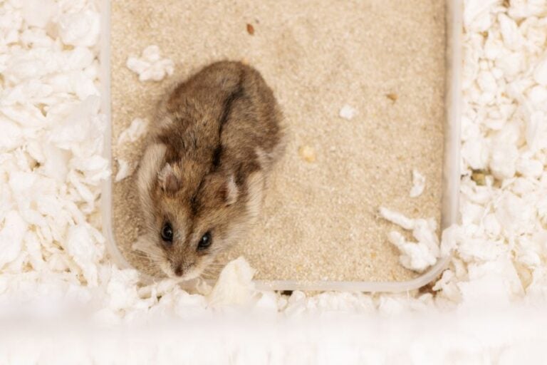 A Hamster in Sand