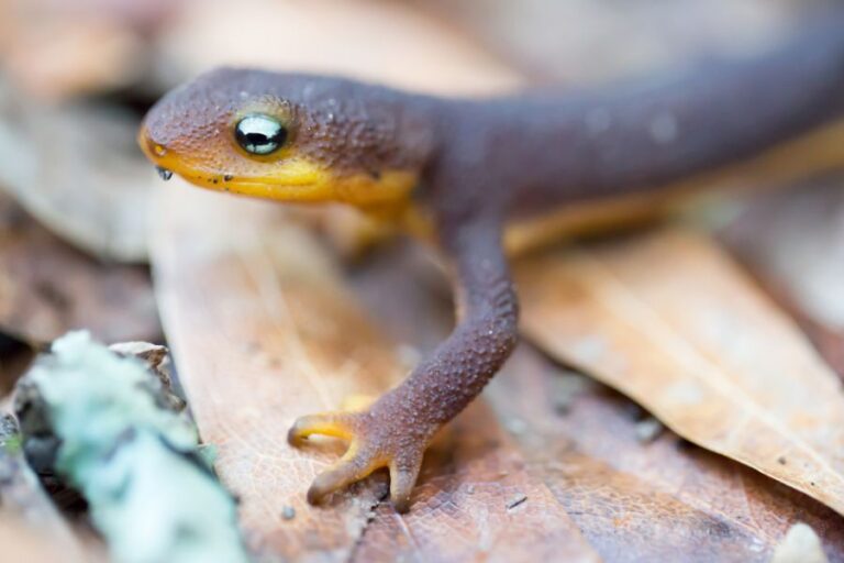 Closeup of the Leg of a Rough-Skinned Newt