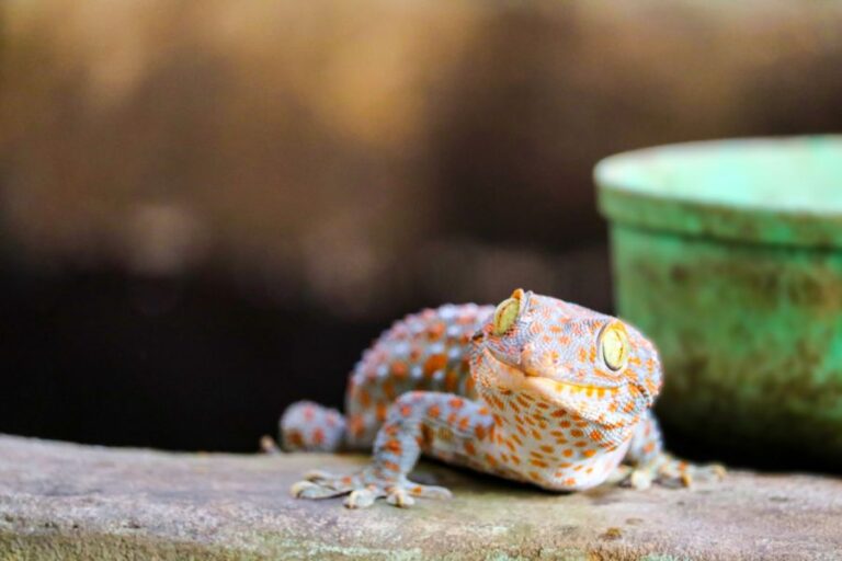 Gecko Close Up