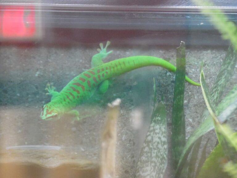 Gecko in a Tank