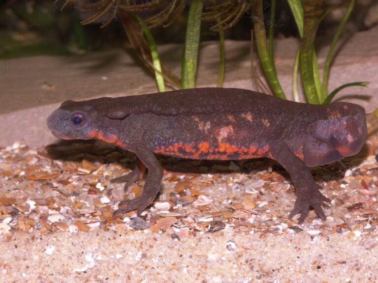 Large Fire-Bellied Newt