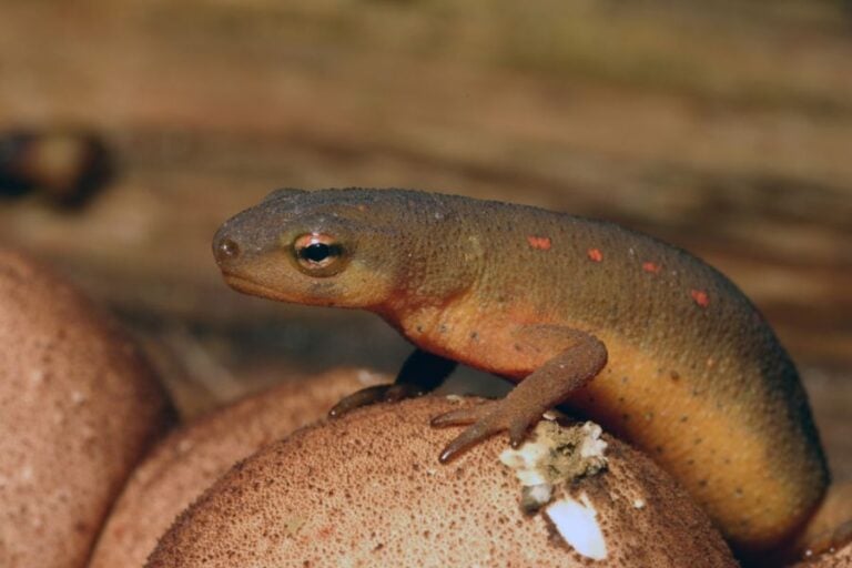 Newt Ready to Pounce