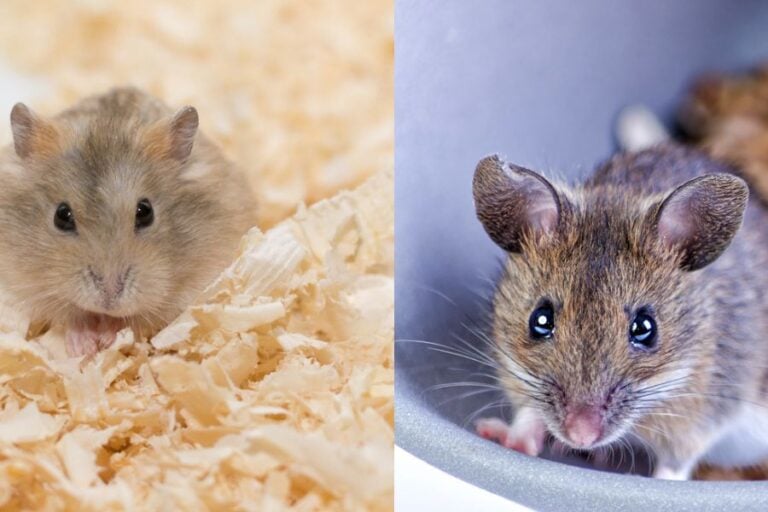 Pet Mouse and Hamster