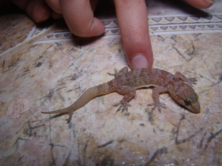 Poking a Gecko That's Not Moving