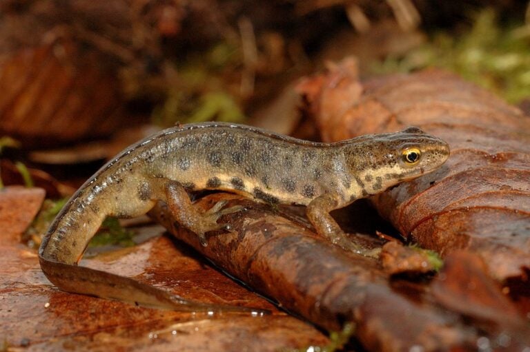 What Are Newts’ Biggest Predators?
