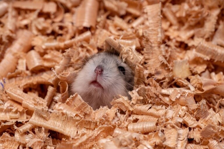 Hamster Hiding
