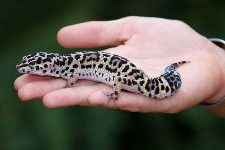 Holding a Leopard Gecko