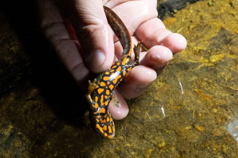 Holding a Newt That's Not Moving