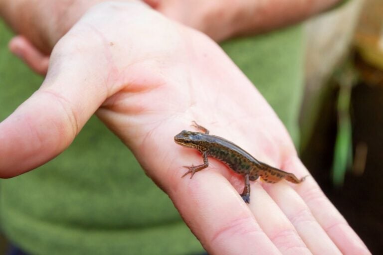 Holding a Small Newt in Hand