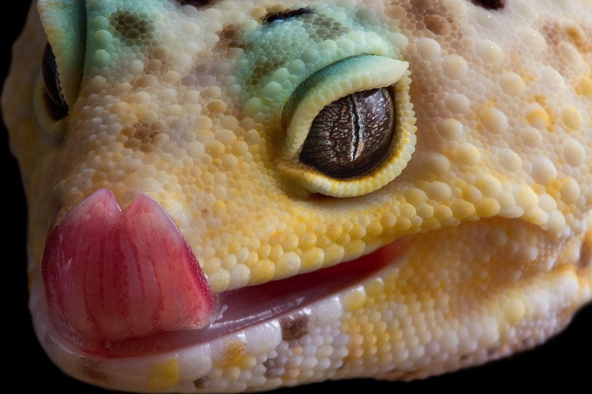 Leopard Gecko Up Close with Tongue Out