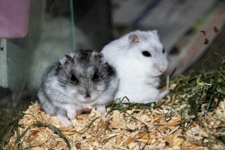 Two Hamsters Together in an Enclosure