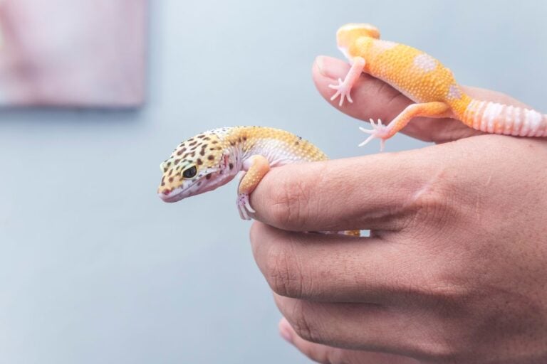 Two Leopard Geckos